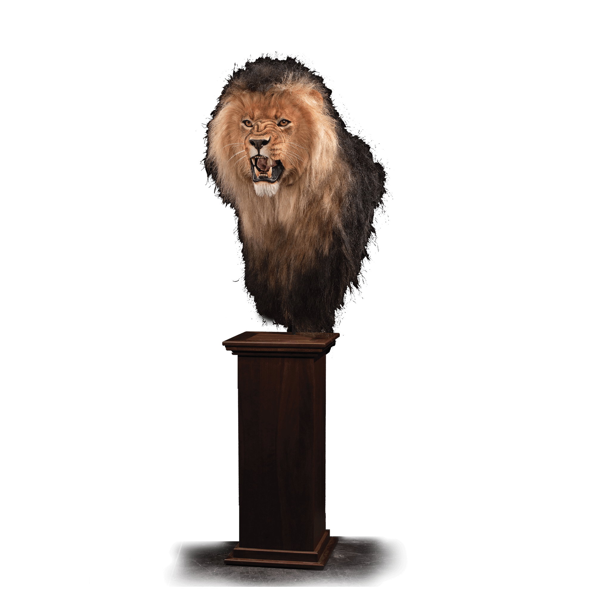 African Lion Replica RL102 Our Work Kanati Studio