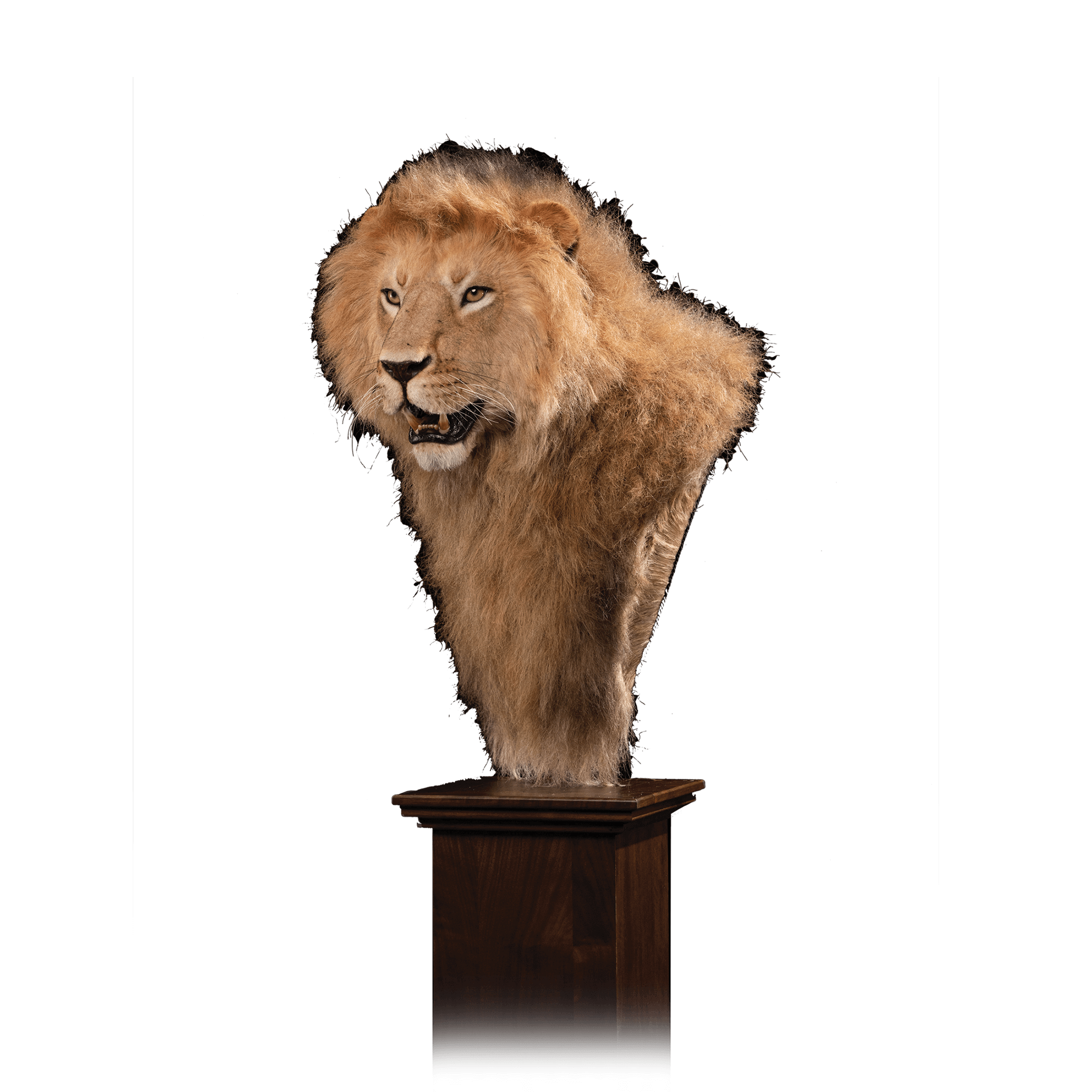 African Lion Replica RL103 Our Work Kanati Studio