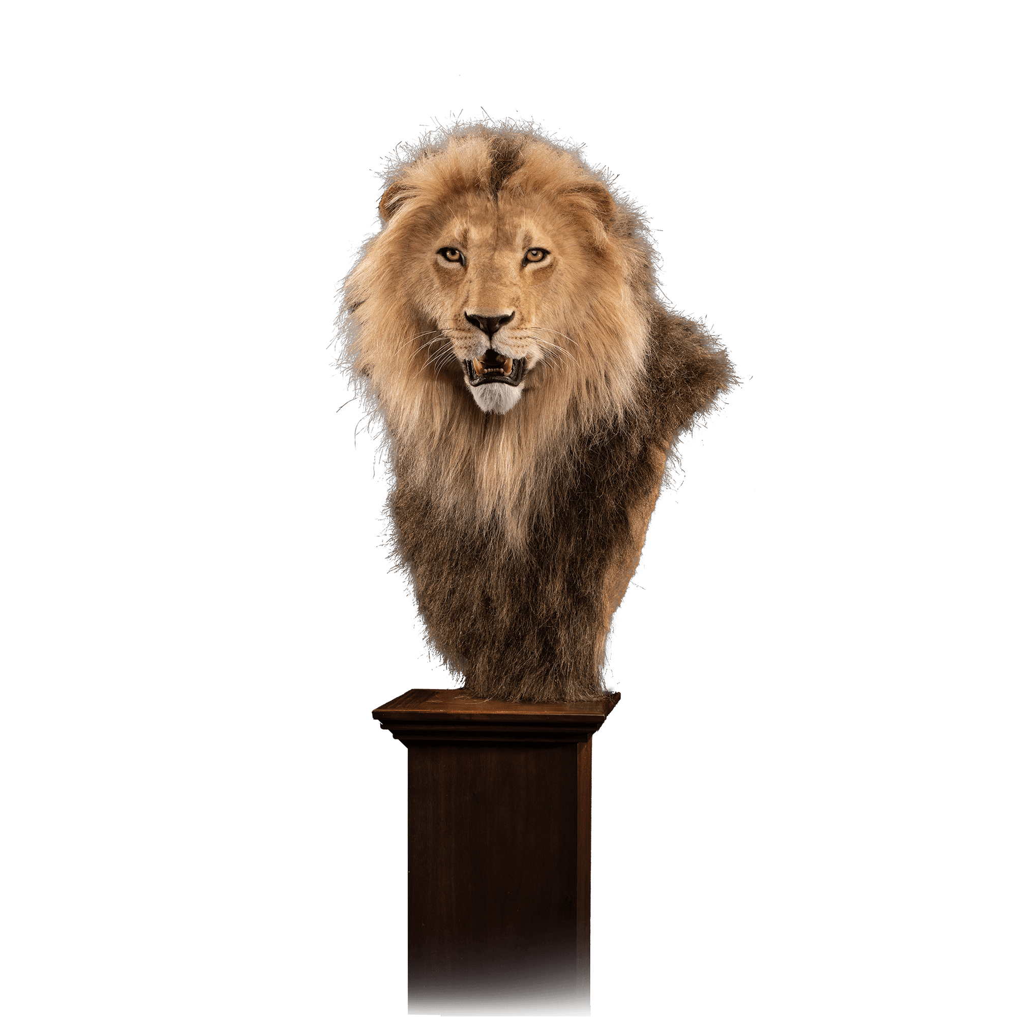 African Lion Replica RL104 Our Work Kanati Studio