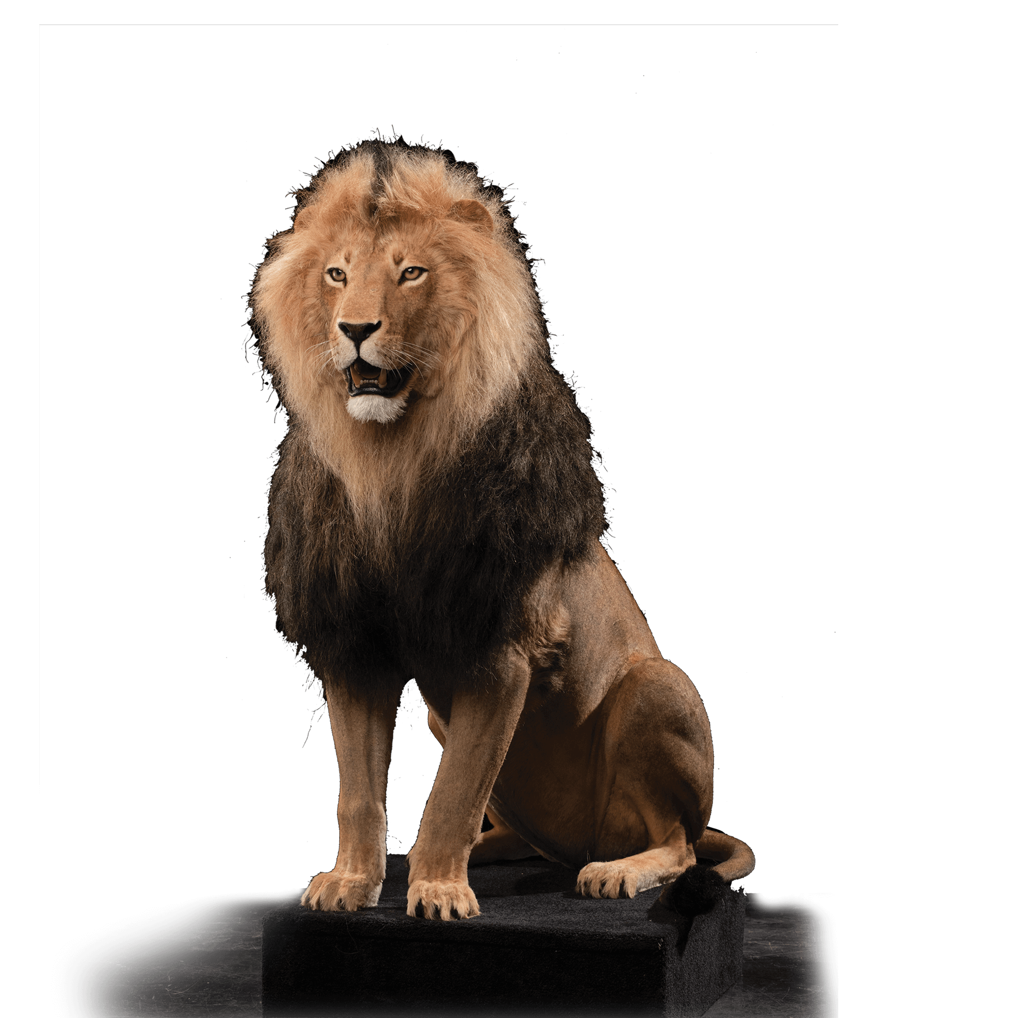 African Lion Replica RL105 Our Work Kanati Studio