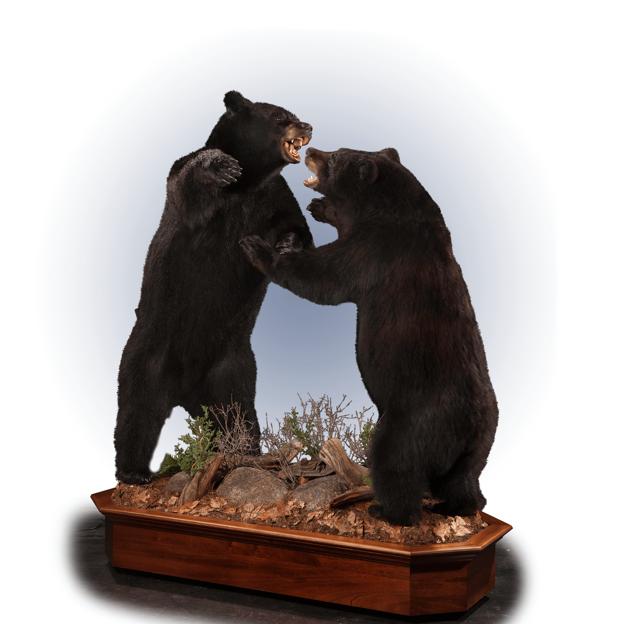 Black Bear BB115 Our Work Kanati Studio