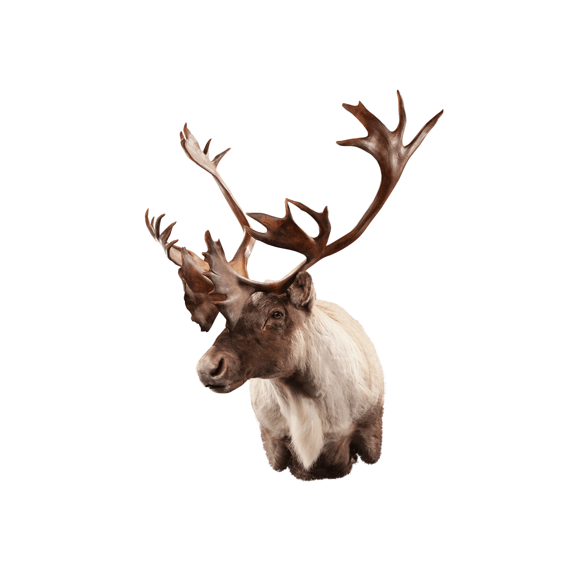 Caribou CB102 Our Work Kanati Studio