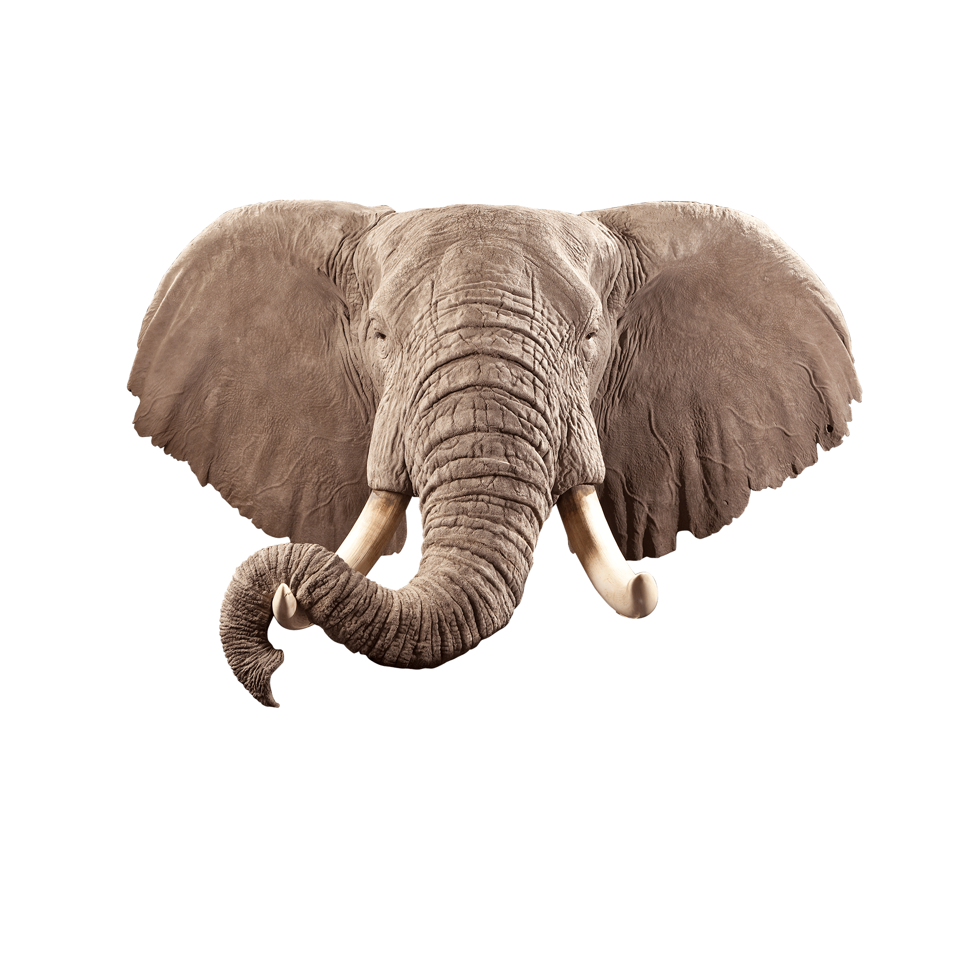 Elephant EP102 Our Work Kanati Studio