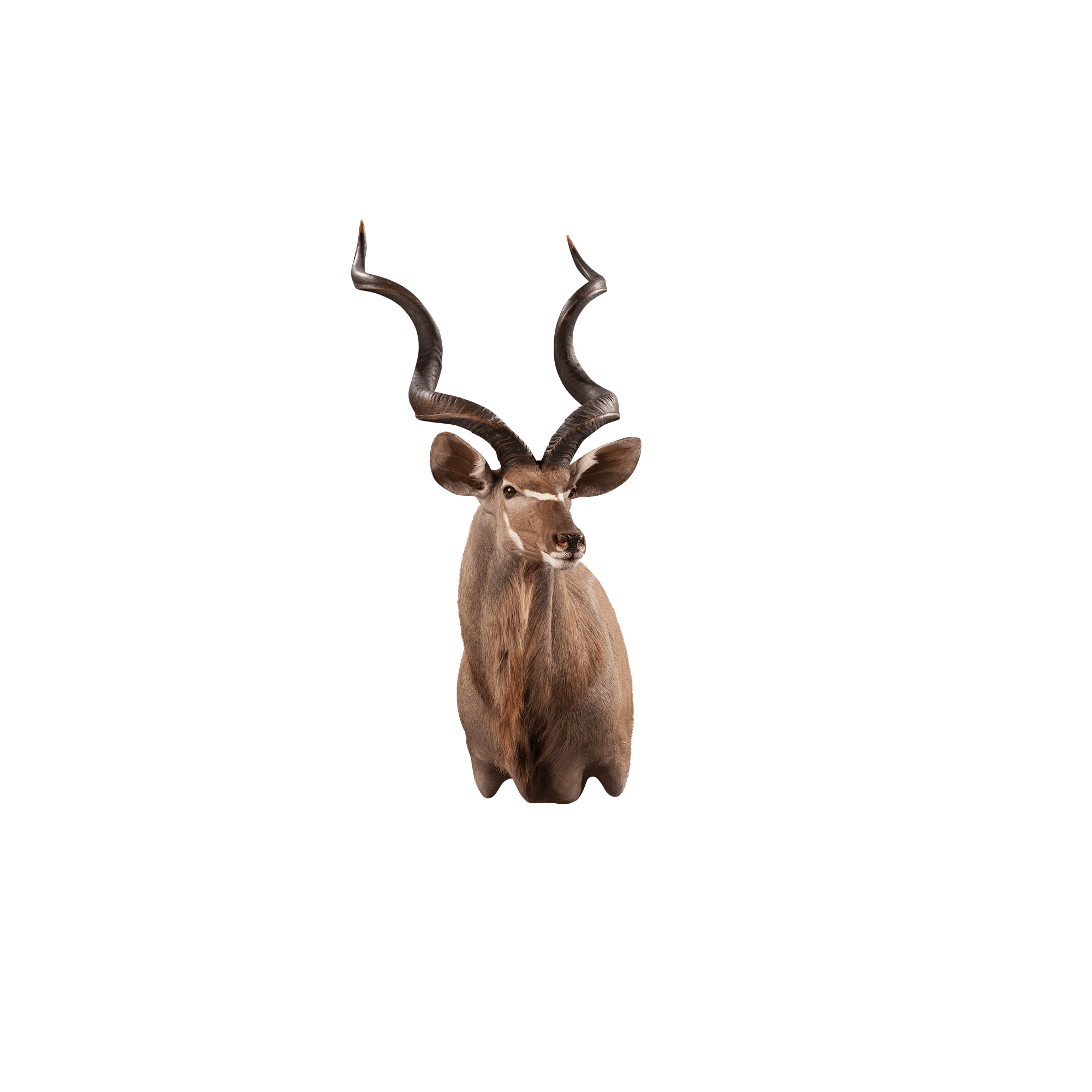 Kudu KU122 Our Work Kanati Studio