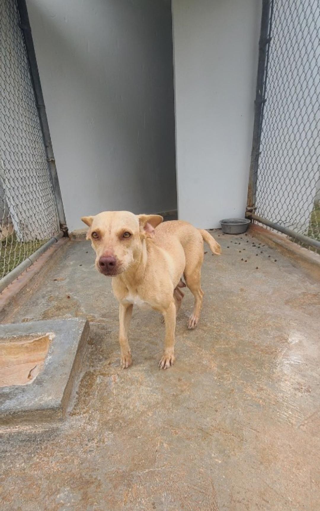 Why Do Dogs Like Head Scratches