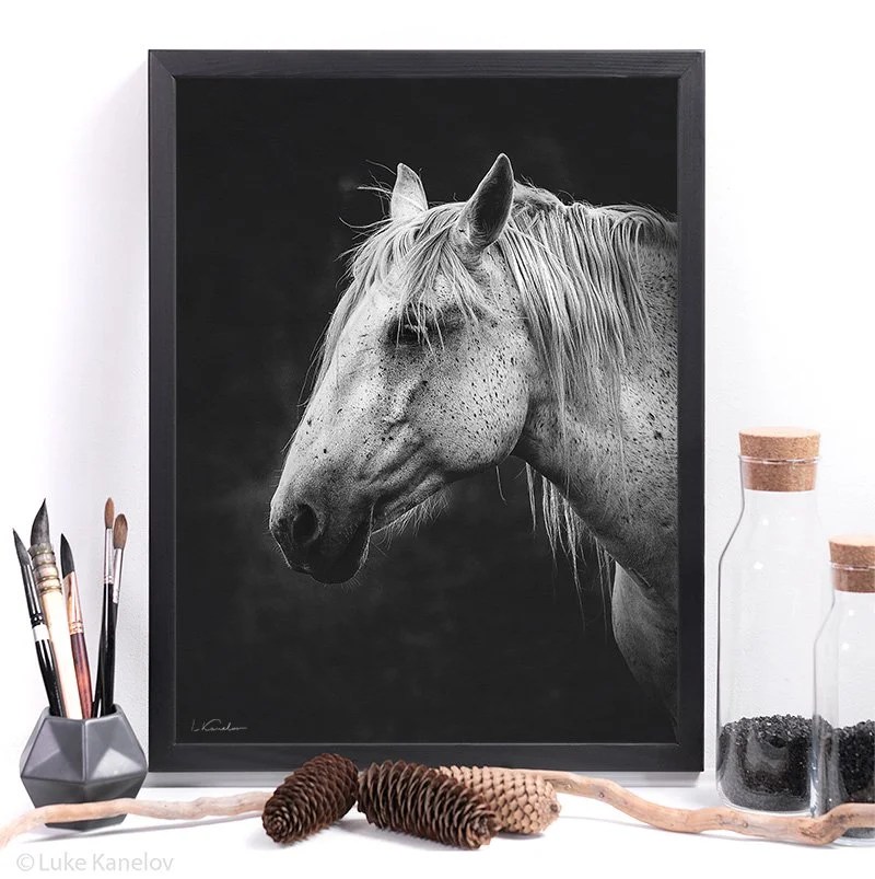 White horse Framed Canvas print Luke & Slaveika