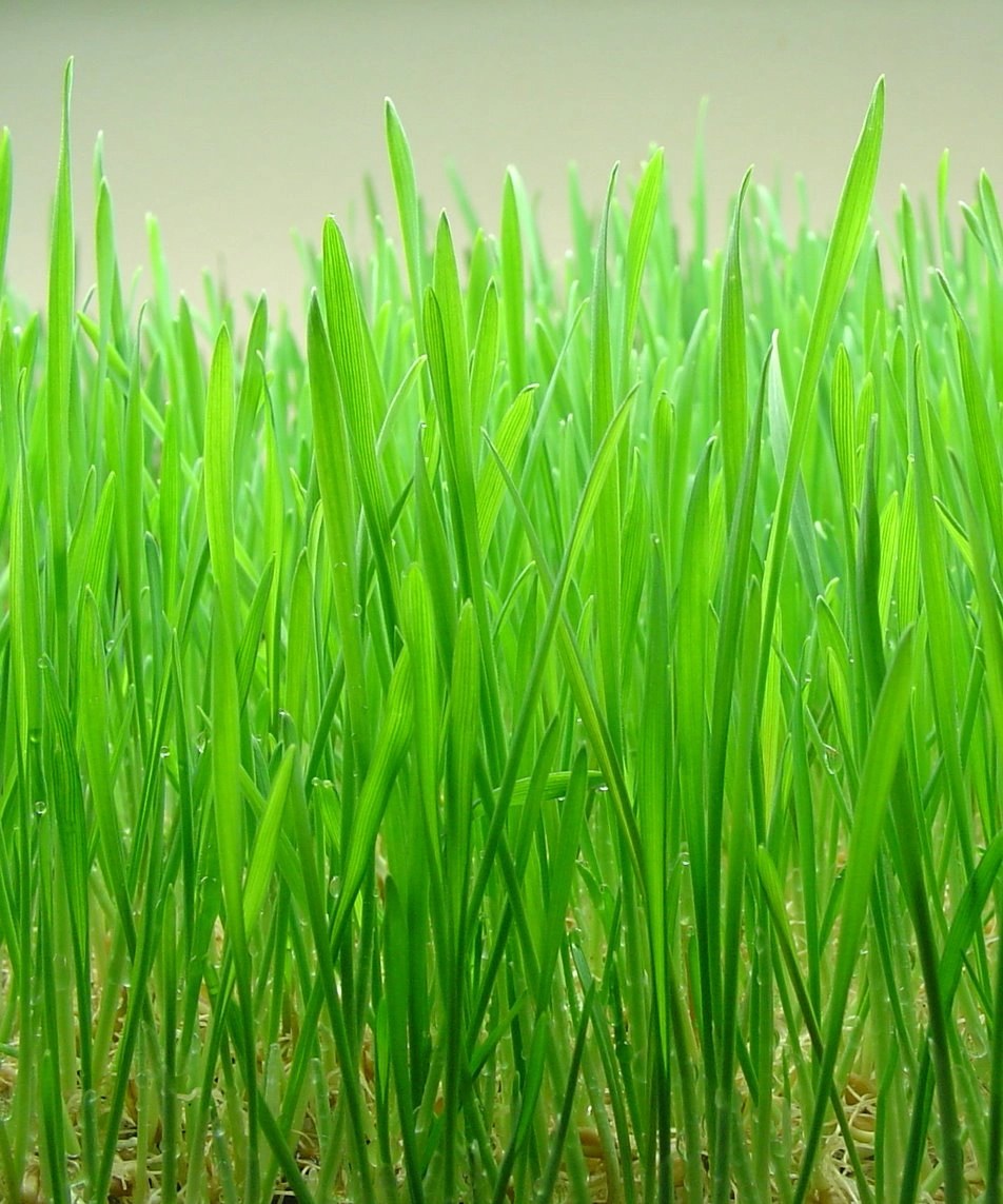 Wheatgrass Helps Your Skin In 4 EyeOpening Ways Kaneshon