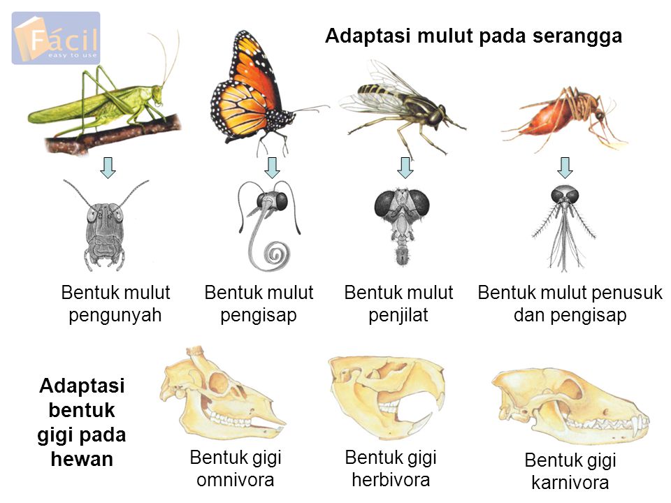 ADAPTASI MAKHLUK HIDUP TERHADAP LINGKUNGANNYA RUMAH KANG