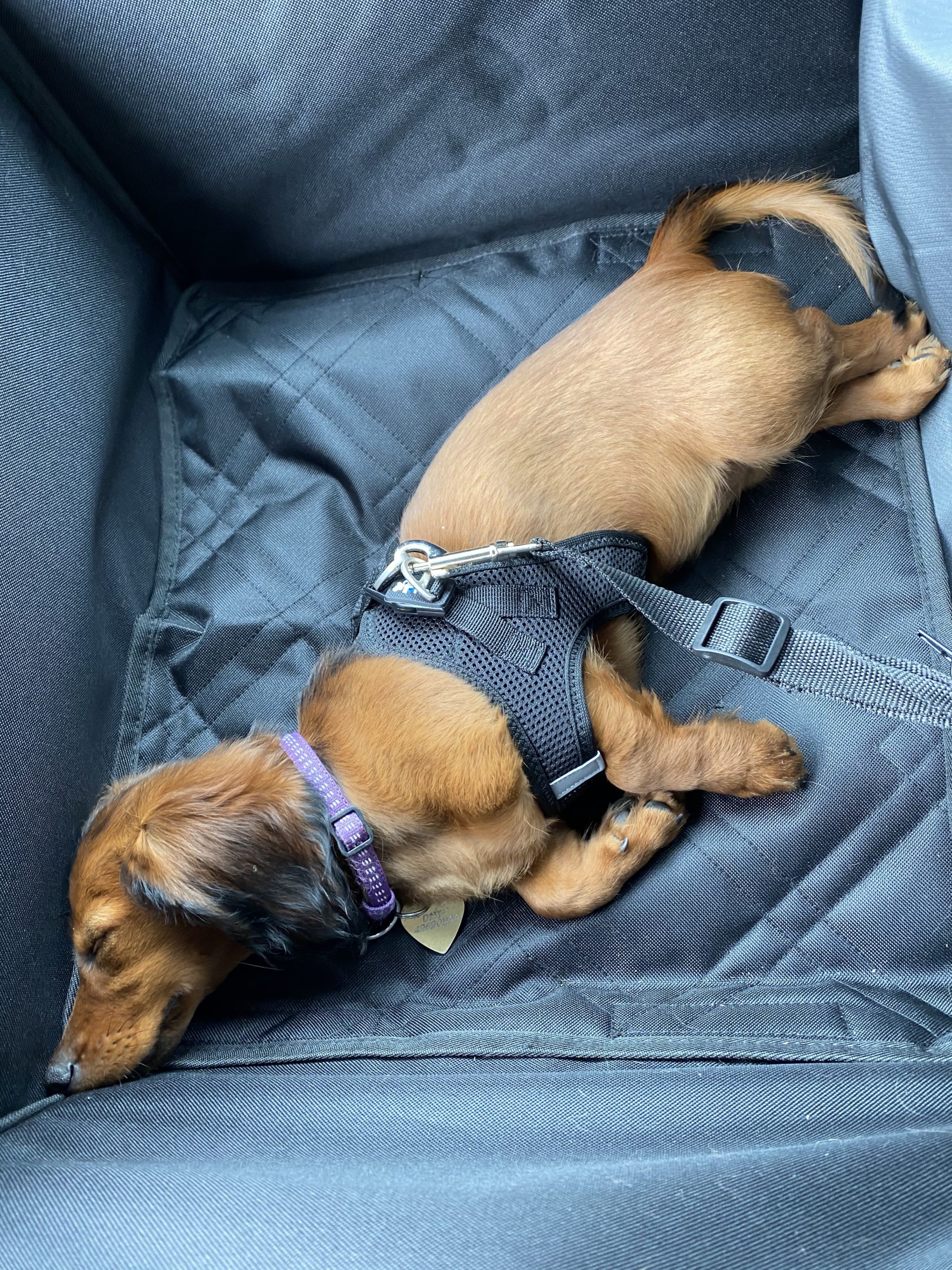 Auto fahren mit Hund * Dackel & KaninchenClan