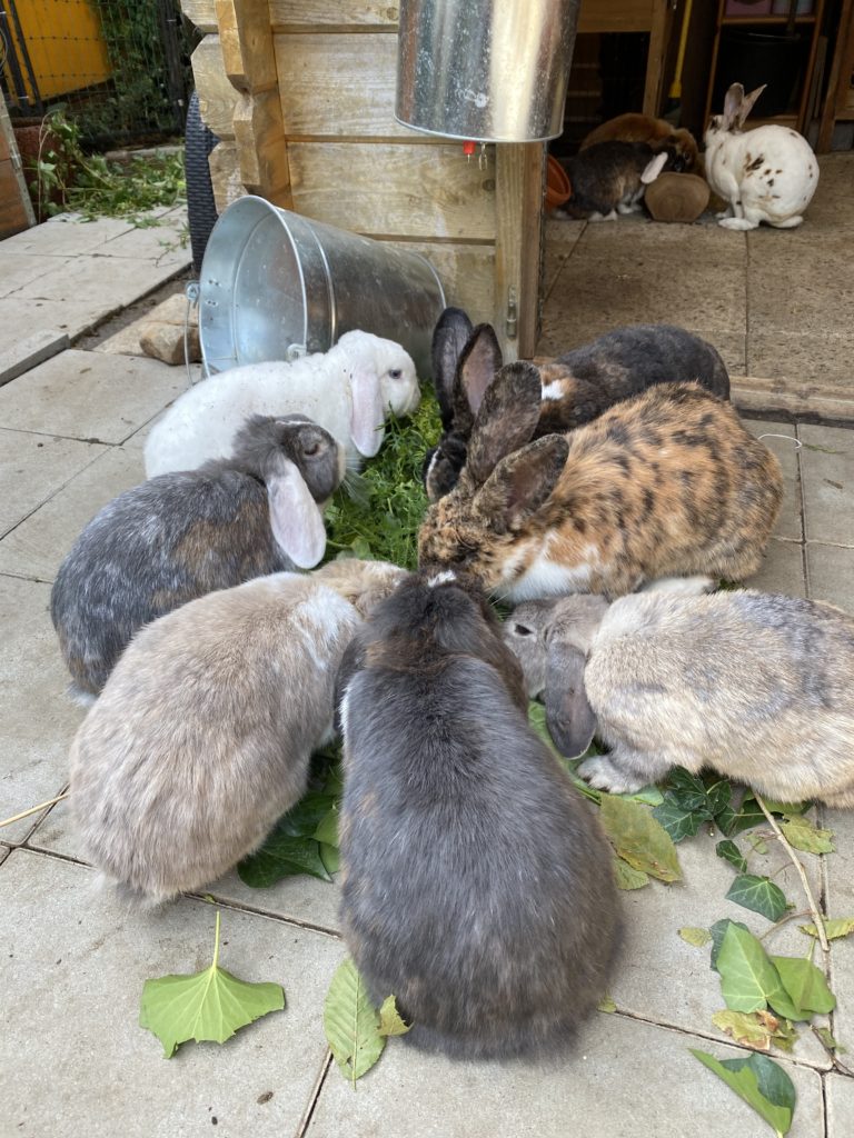 Ernährung * KaninchenClan & Co.