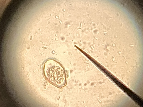 Kokzidien * Dackel & KaninchenClan