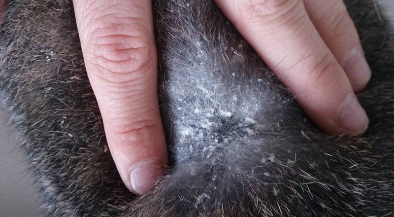 Milben, Zecken, Flöhe & Co.