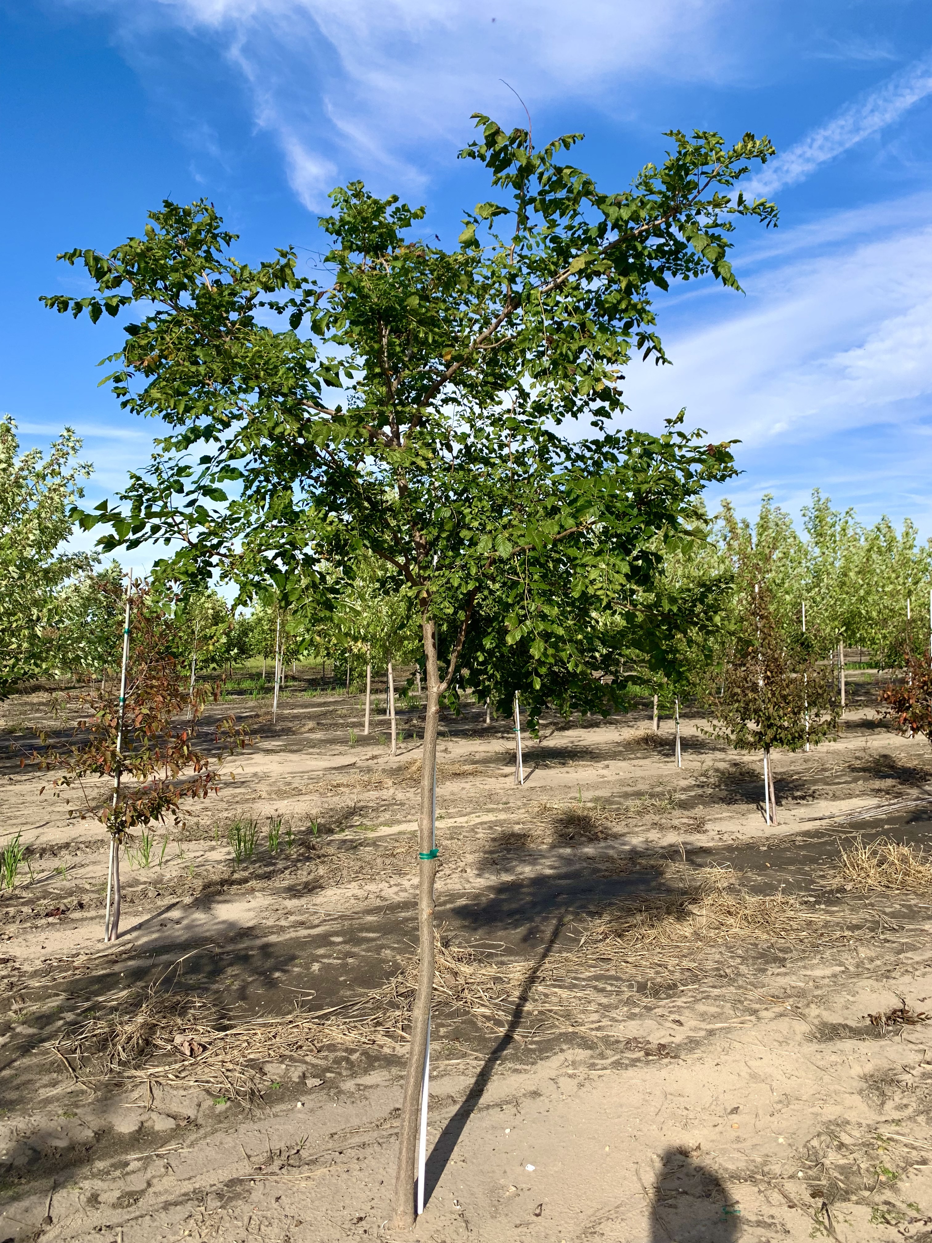 Koelreuteria paniculata Golden Rain Tree from Kankakee Nursery