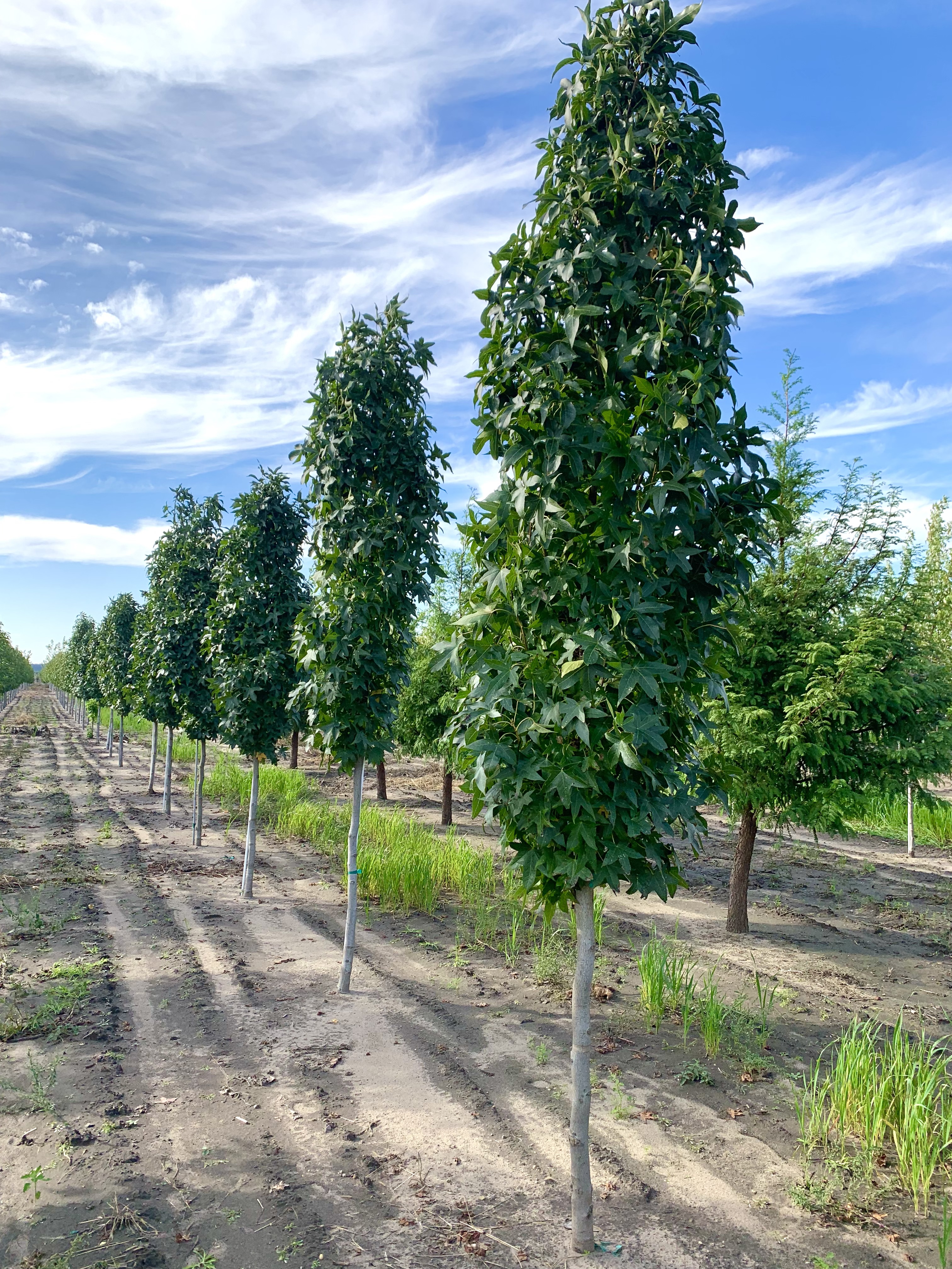 Liquidambar styraciflua 'Slender Silhouette' Sweetgum, Slender