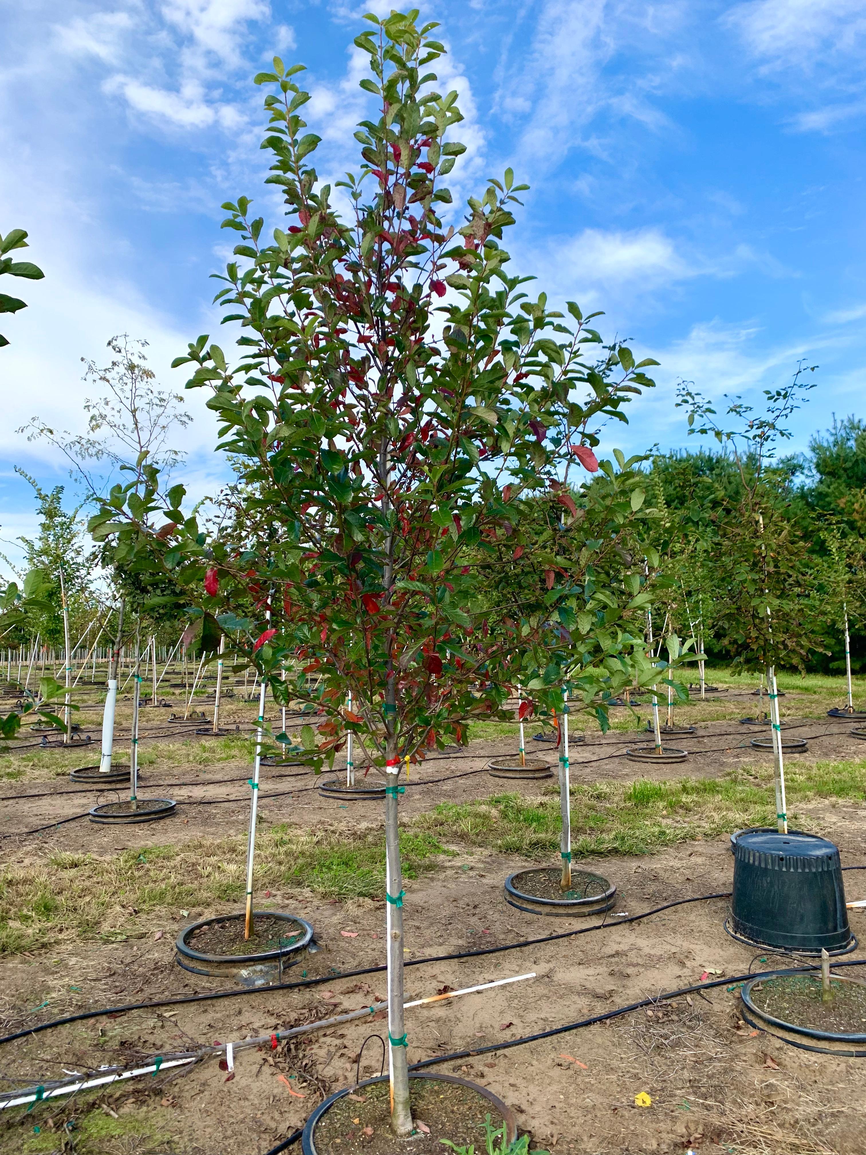 Nyssa sylvatica 'Green Gable' Black Gum, Green Gable™ from Kankakee Nursery