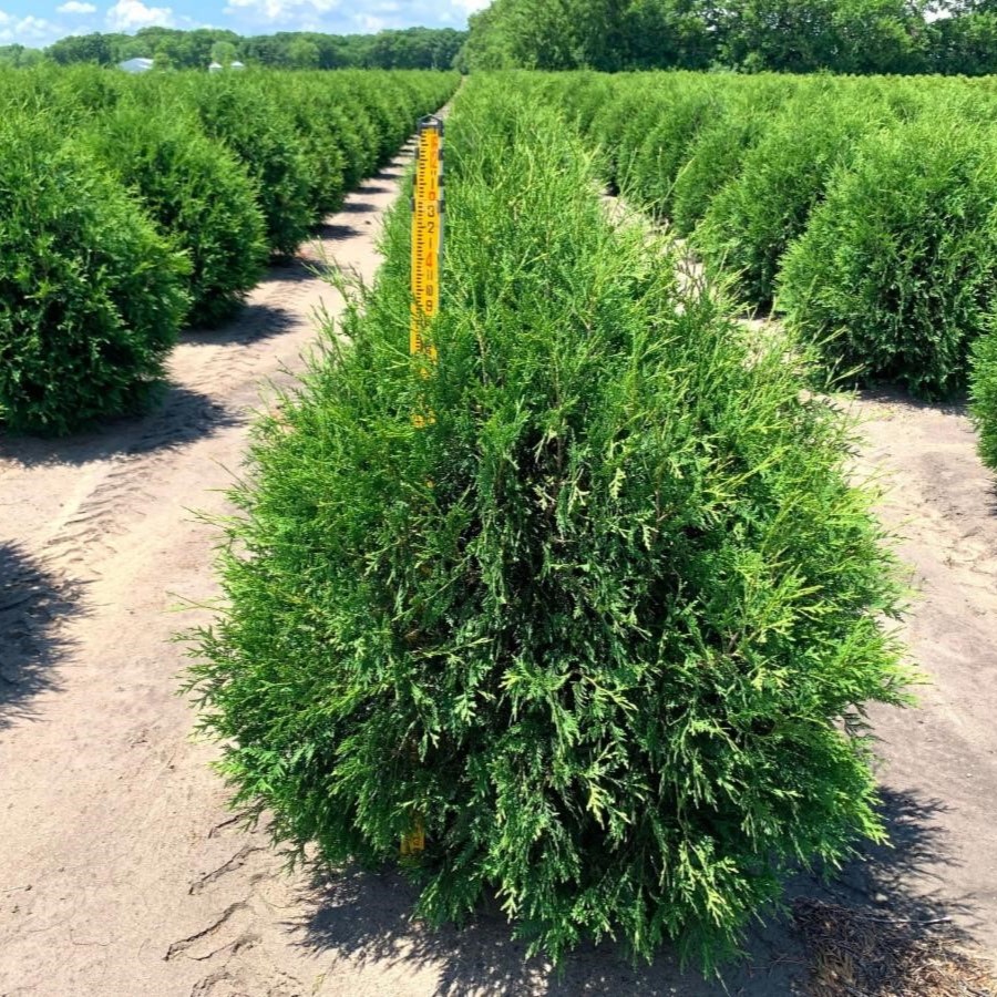 Thuja occidentalis Techny Arborvitae Arborvitae, Techny Mission from Kankakee Nursery