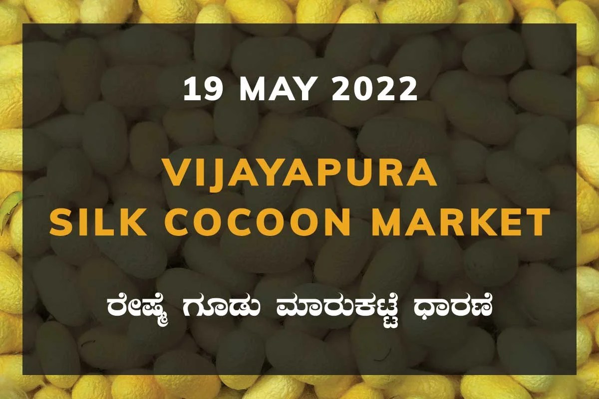 Vijayapura Silk Cocoon Market19/05/2022 Kannada Top News
