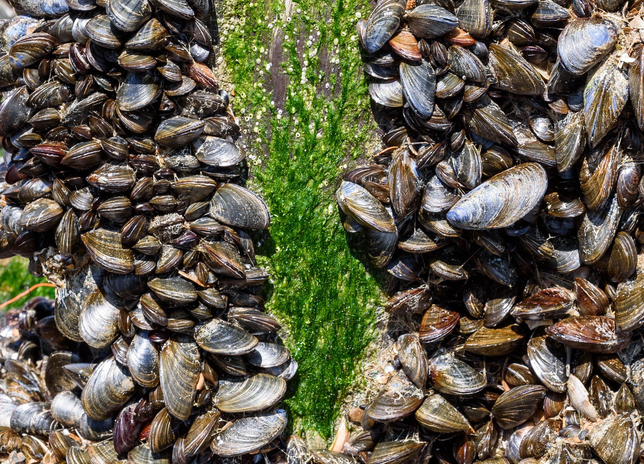 How the Kansas City Zoo is working to restore the population of native