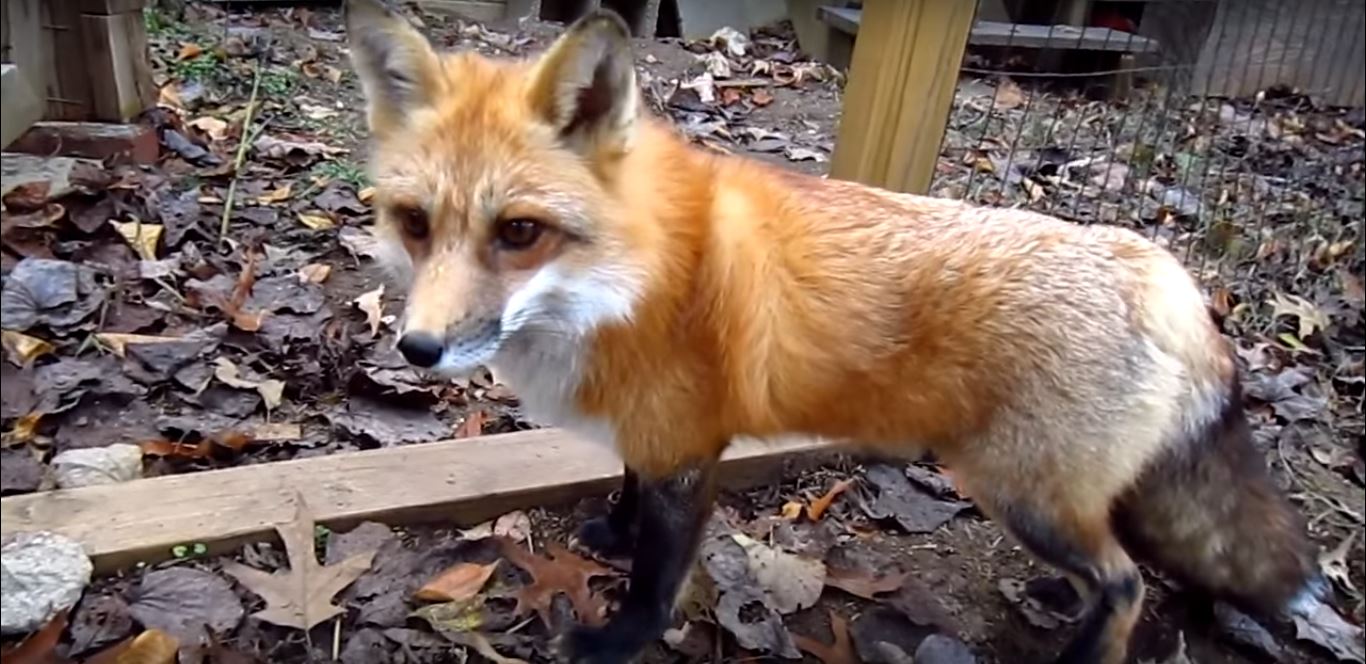 Kansas City Animal Removal, MO and KS