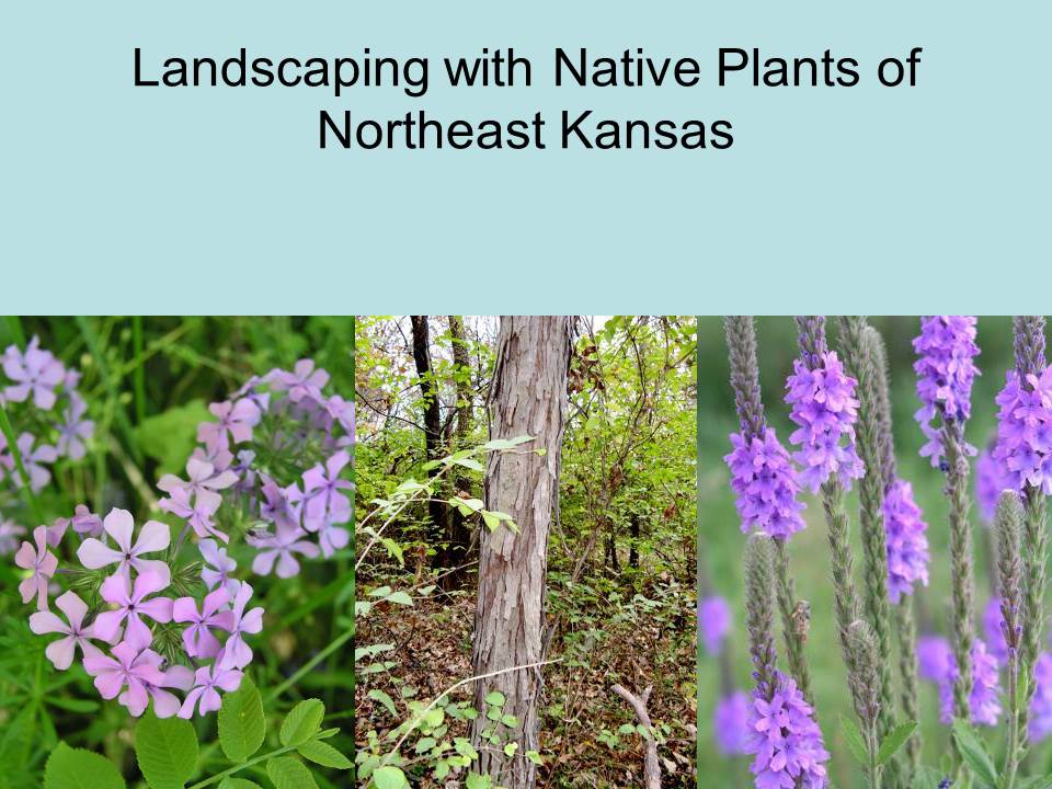Presentation Kansas Native Plants