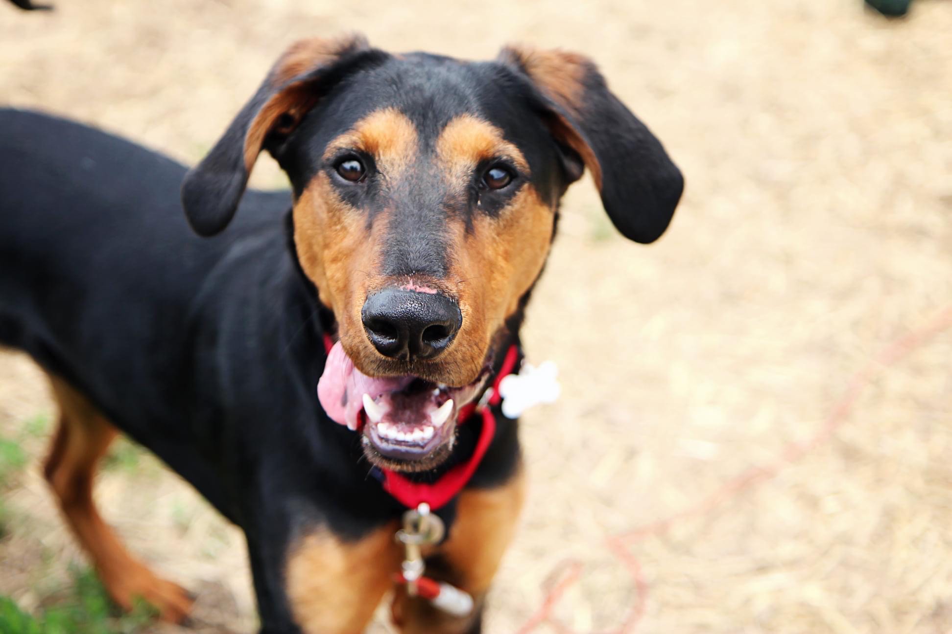 Why Do Dogs Mouths Have Ridges