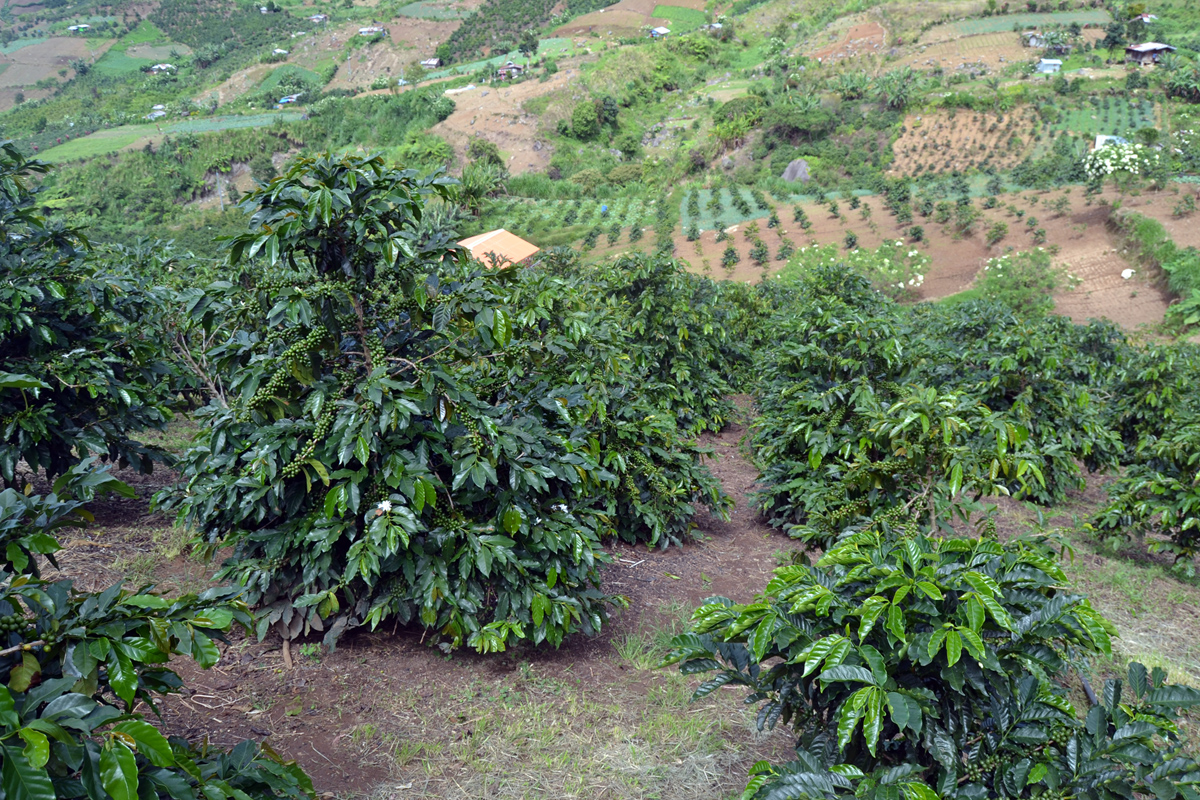 Davao del Sur, Ilocos Sur farmers dominate coffee quality competition