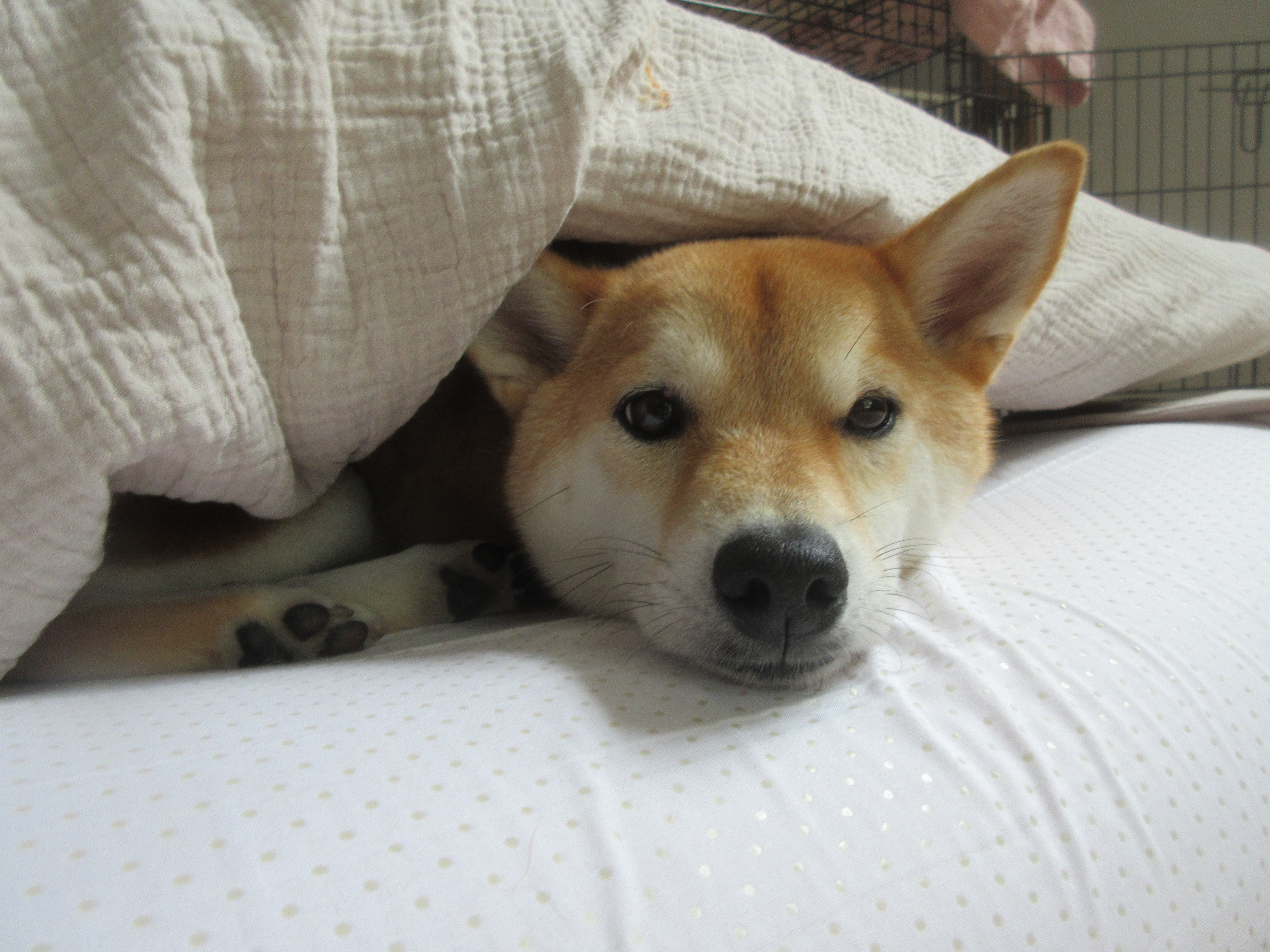 挟まる柴犬 軽井沢まったり生活 柴犬とともに