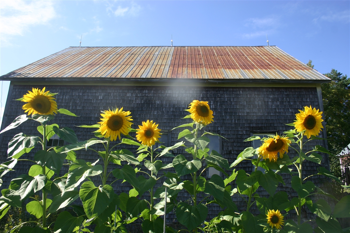 ‘Russian Mammoth’ Sunflower Transplant Kapristo Farms