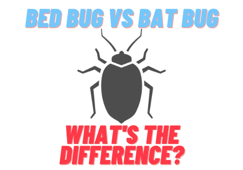 Bed Bugs and Bat Bugs: What's the difference? What Eats Bed Bugs and