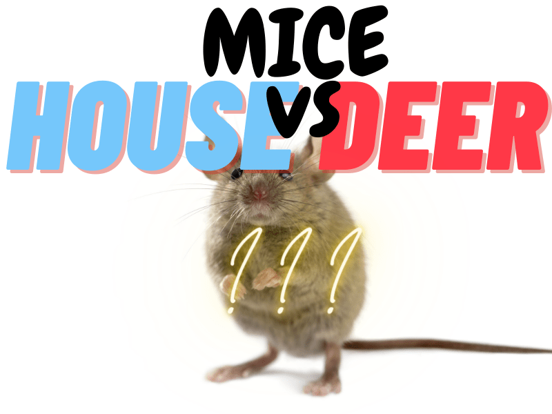 can deer mice and house mice breed Deetta Coombs
