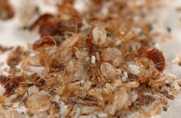 Bed Bug Shells? What in The World?! - Kapturepest