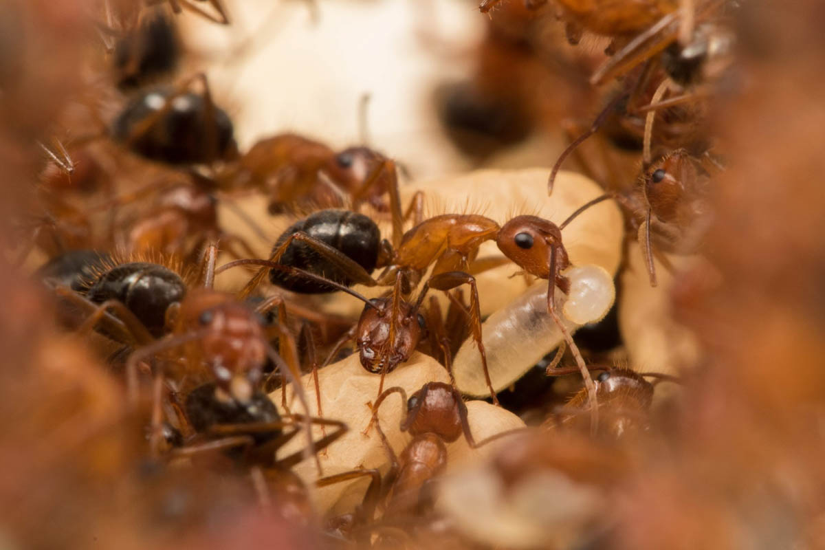 Common Signs of Carpenter Ants Infestation