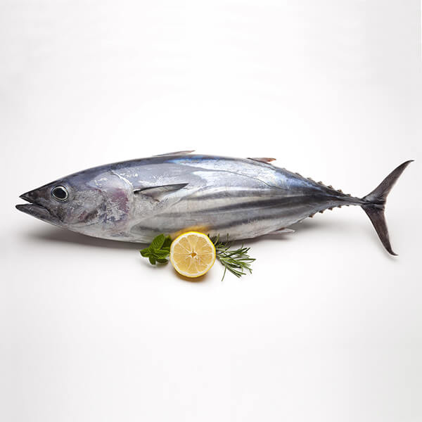 Tuna fish Karachi Fish