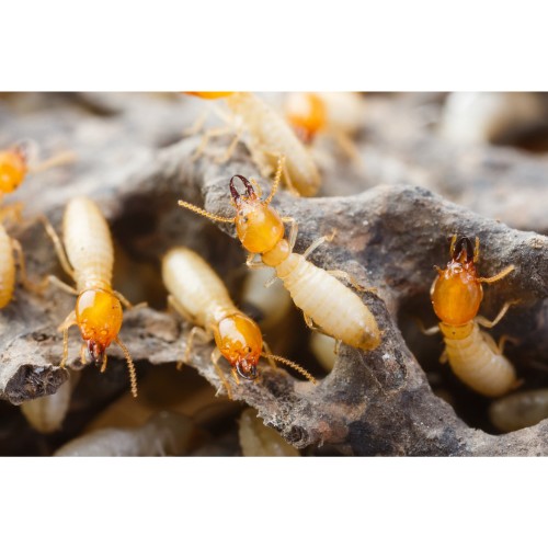 Office Fumigation in karachi, Pest Control Service For Office, Home