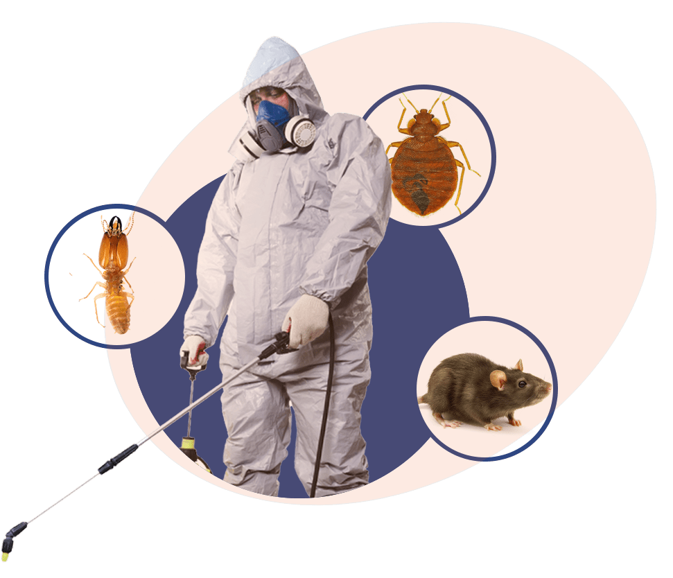 Karachi Pest Control Fumigation Services In Karachi karachipestcontrol