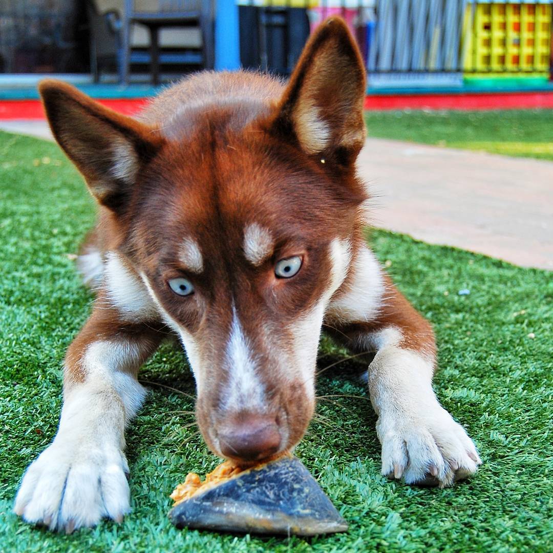 Cow Hoof Info Kara the Husky