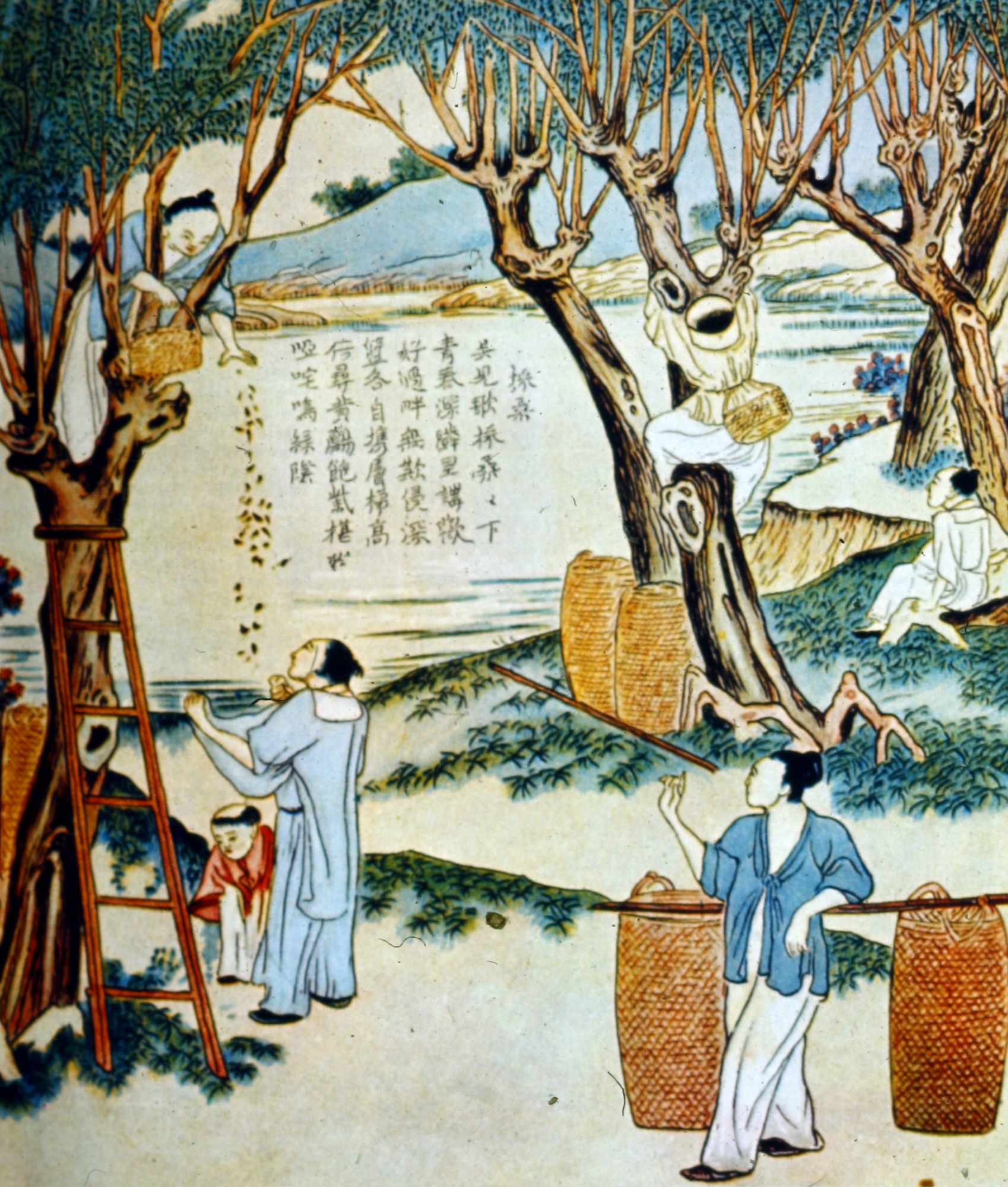 Lecture 3 Silk — Karen Finch Textiles