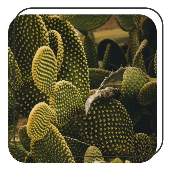 About Karen Spencer Your Trusted Realtor in Yuma, AZ