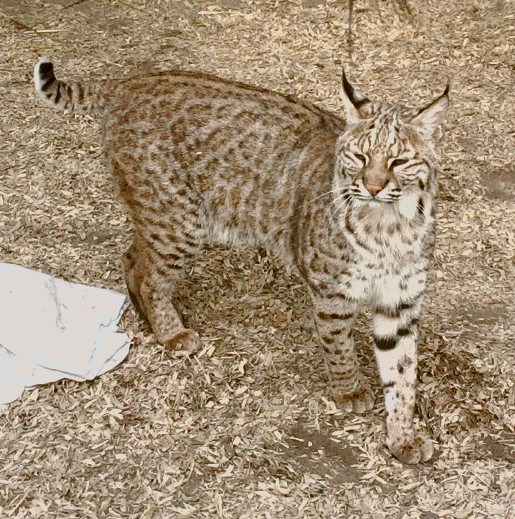 bobcat coat pattern The Wildlife Center at Crosstimbers Ranch