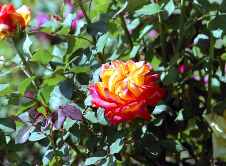 Roses in Sun Karin Kohlmeier Fine Art