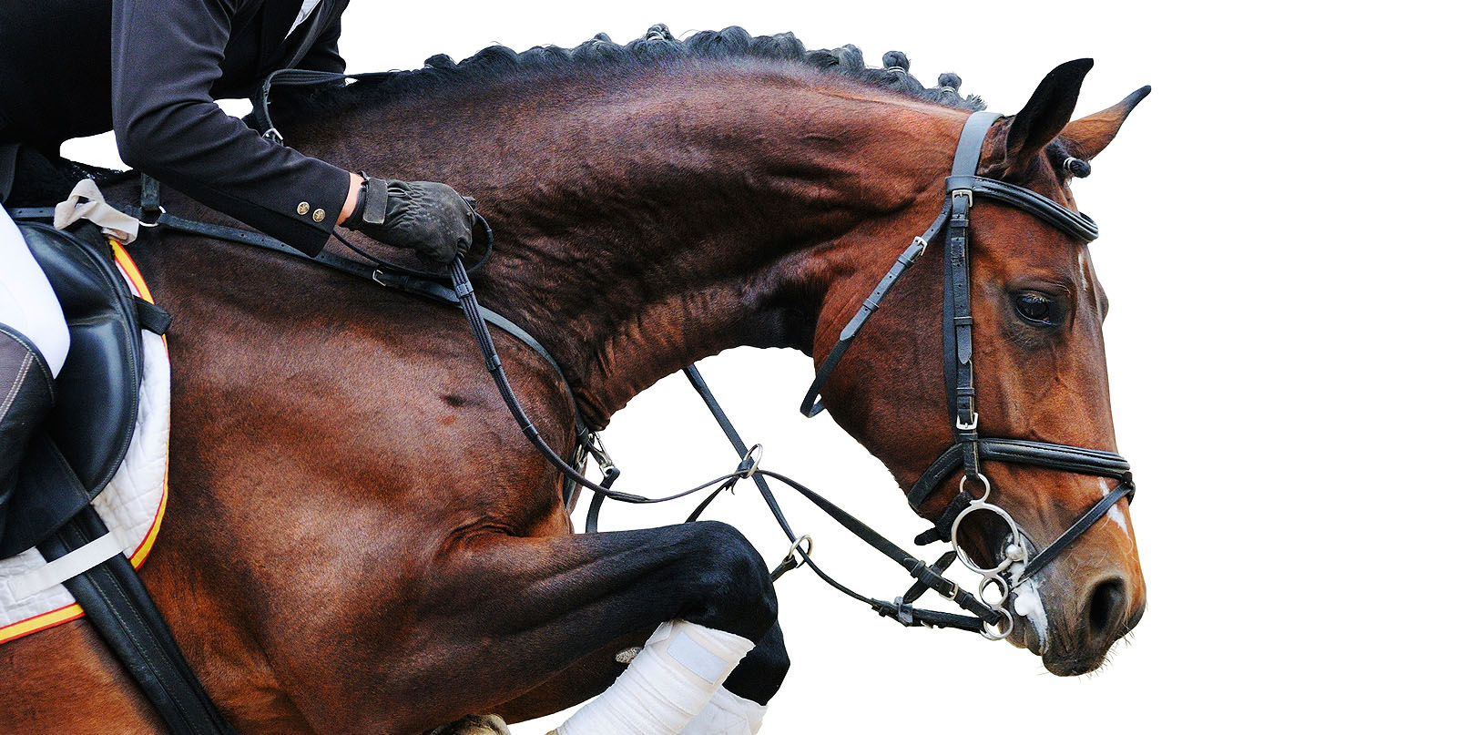 Temecula Luxury Homes & Horse Properties