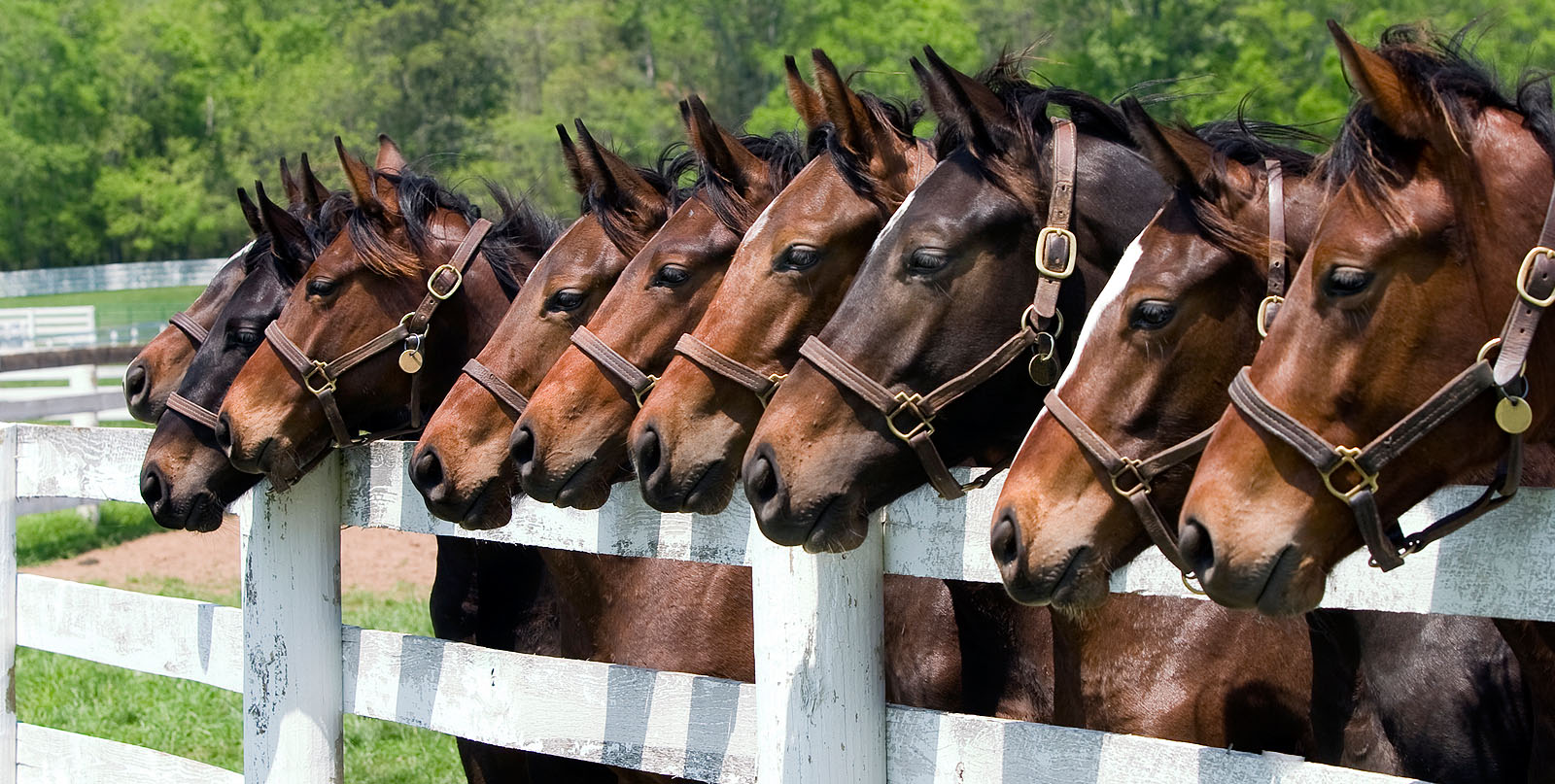 Temecula Luxury Homes & Horse Properties