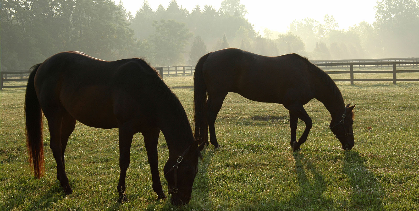 Temecula Luxury Homes & Horse Properties