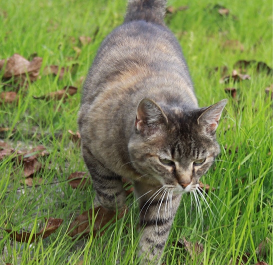Vermisste Tiere Karin Schwarzer