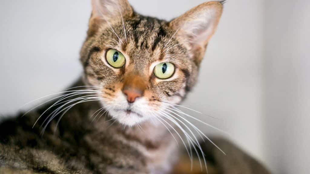 Why Do Cats Stare at Nothing? Karla's Pet Care in Elk Grove, CA