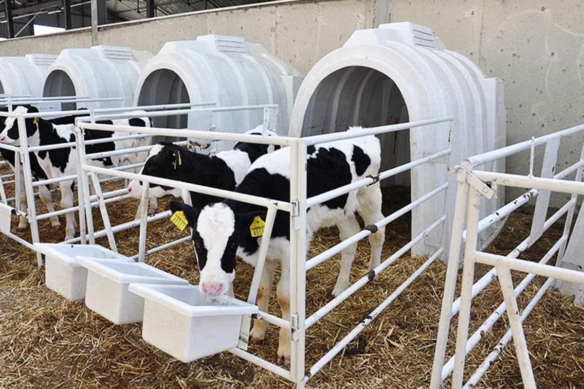 Plastic Calf Hutches Models Karmod Plastic