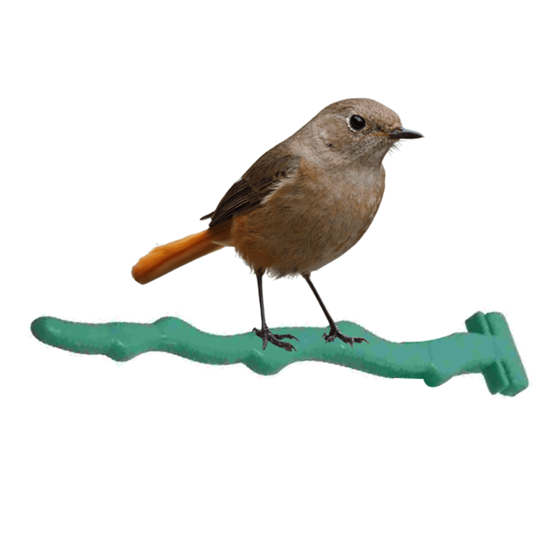 Bird Cage Perch Stand Holder Plastic Bird Finch (2 PCS) KaroutExpress