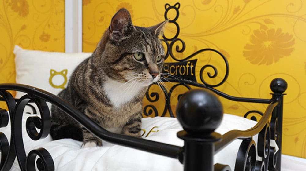 HOTEL OFFERS CATS CLIMATECONTROLLED ROOMS THAT RIVAL BACKPACKERS