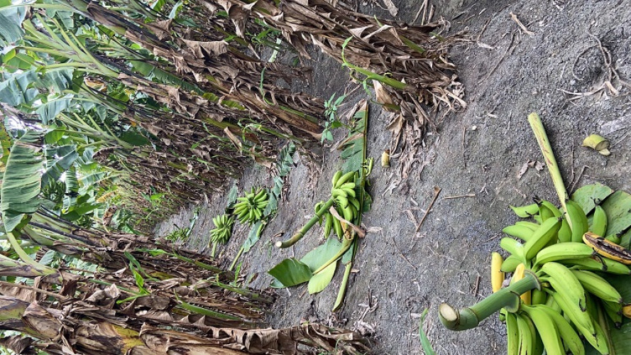 Nendran fruits with 10kg average for sale at Athimarapatti , Thoothukudi (Tuticorin) Vegetable