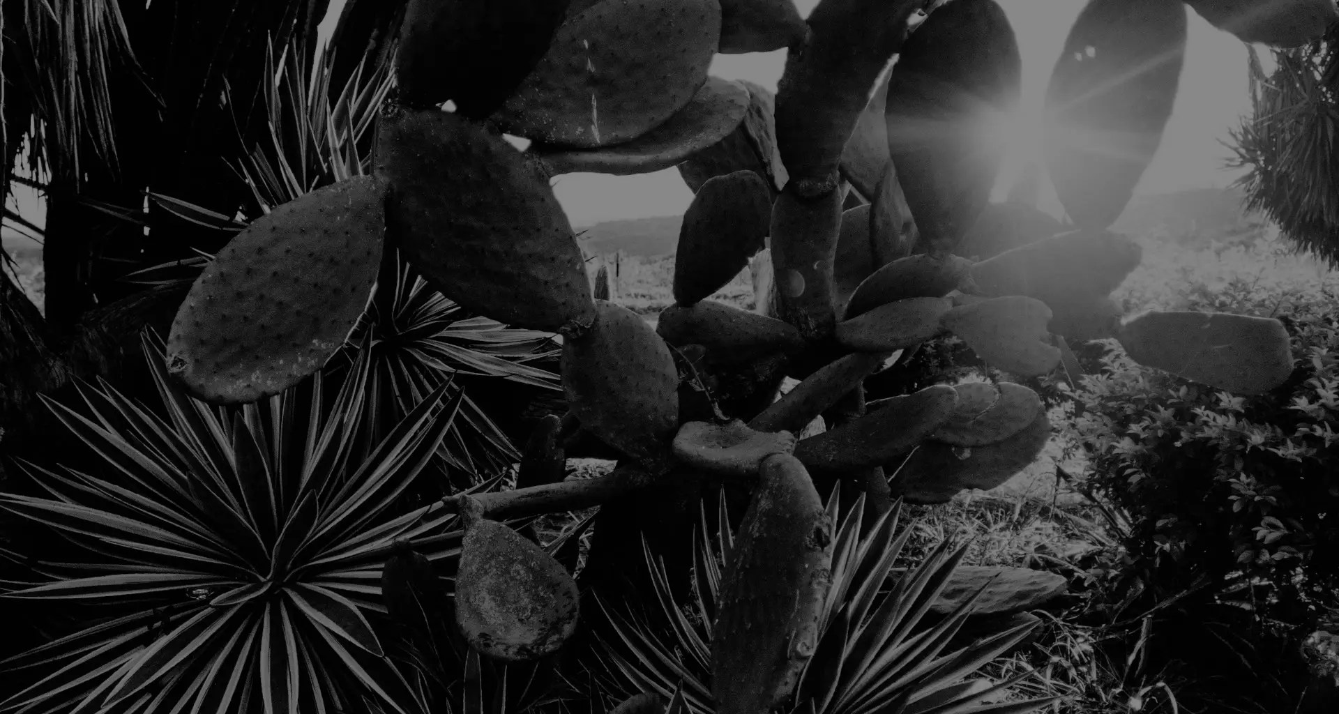 Agência KARU Nossa natureza é realizar